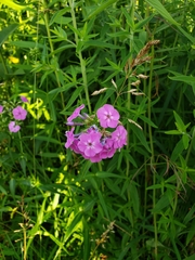 Phlox glaberrima interior