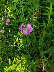 Phlox glaberrima interior