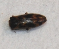Prothalpia holmbergi