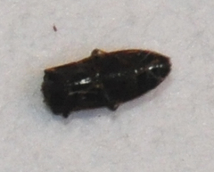 Prothalpia holmbergi