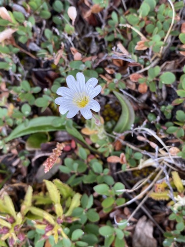 Mouse-ear chickweed (Cerastium arcticum)