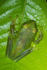 Boana cinerascens