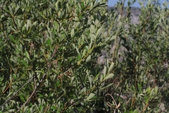 Salix jepsonii