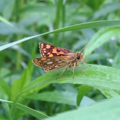 Carterocephalus mandan