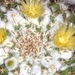 Mammillaria lindsayi - Photo (c) Peter A. Mansfeld,  זכויות יוצרים חלקיות (CC BY-NC-SA)