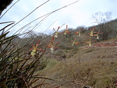 Encyclia adenocarpa