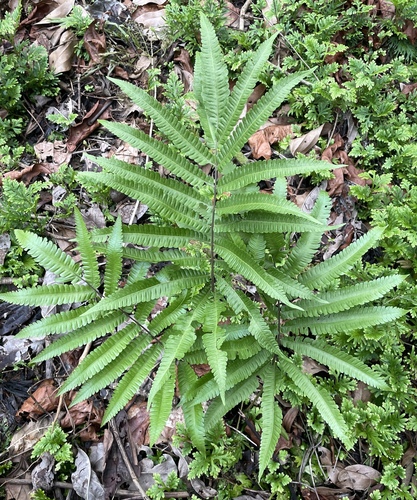 Goniopteris nicaraguensis, 2024-07-27