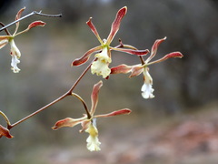Encyclia adenocarpa