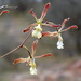 Encyclia adenocarpos - Photo (c) maurilio, some rights reserved (CC BY-NC)