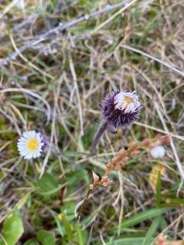 Alpine Fleabane (Erigeron alpiniformis)