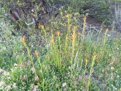 Castilleja minor stenantha