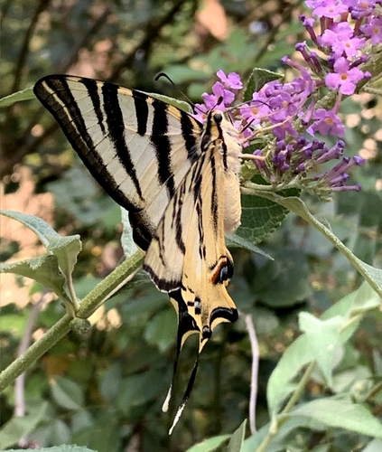 Iberian Scarce Swallowtail, Ctra.Dehesas-Colonia Las Praderas, 28470, Madrid, España, photo 8 of 10