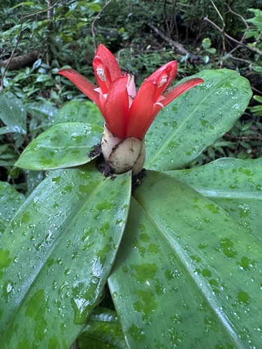 Spiral ginger (Costus pulverulentus)