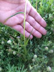 Castilleja minor stenantha