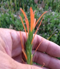 Castilleja minor stenantha
