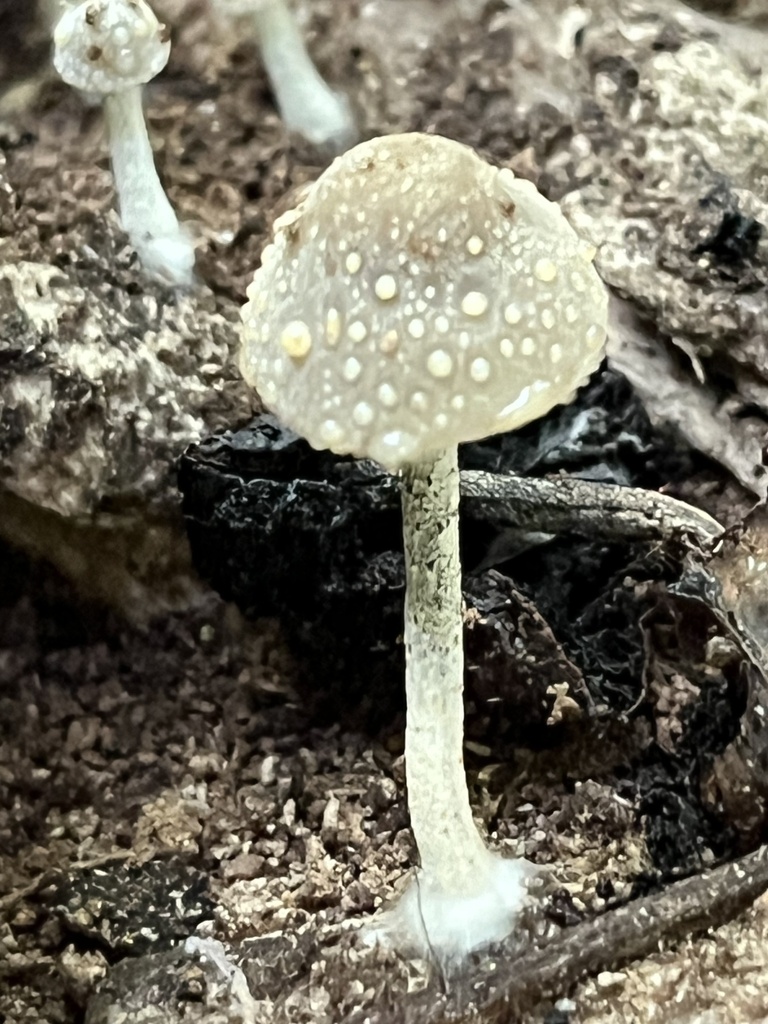Panaeolus sp. 'IN01'