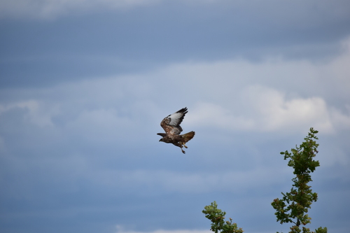 Common Buzzard