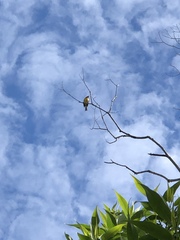 Pheucticus melanocephalus