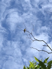Pheucticus melanocephalus