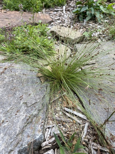 Image of Bulbostylis capillaris by no rights reserved