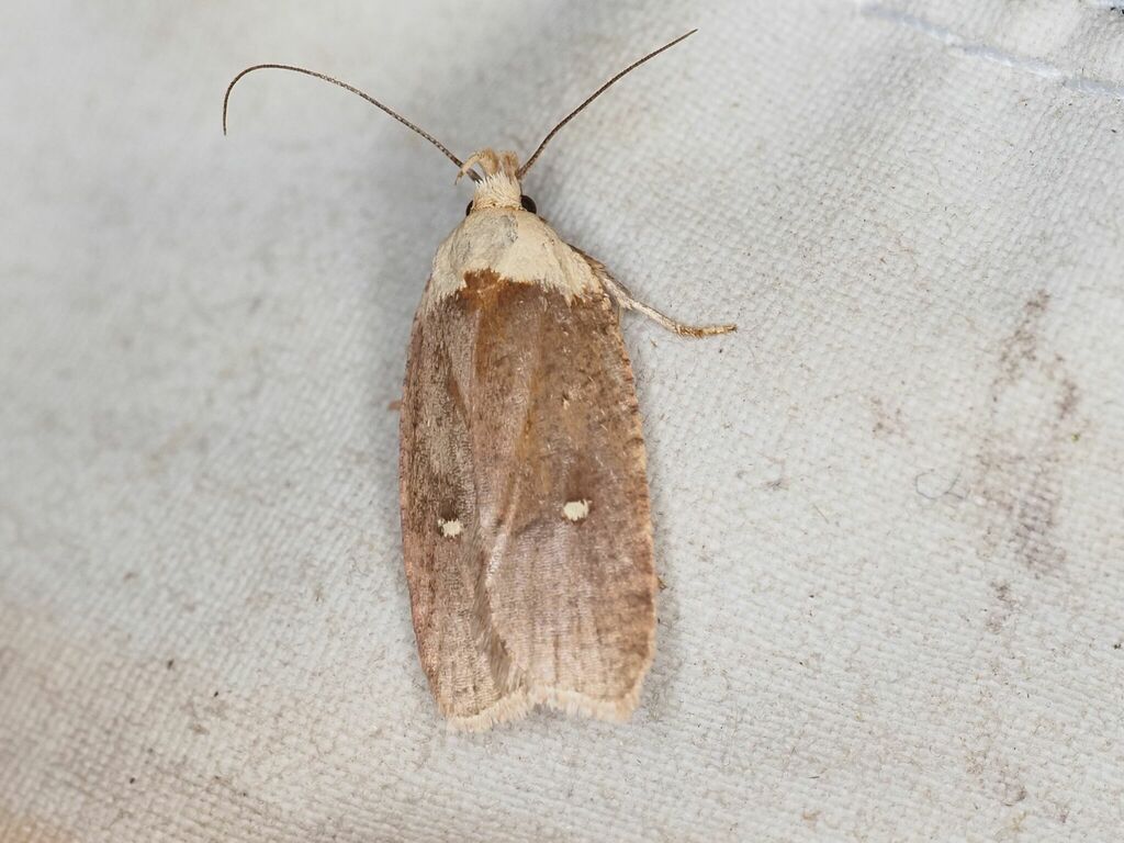 Agonopterix furvella