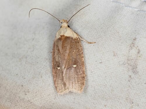 Agonopterix furvella