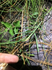 Asclepias michauxii