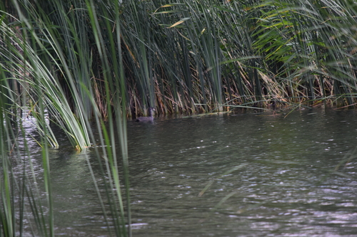 Eurasian Coot
