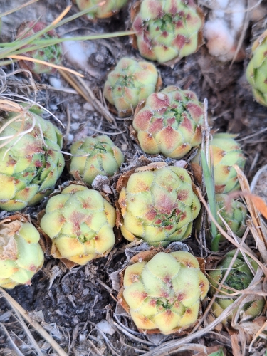Sempervivum vicentei, photograph 4