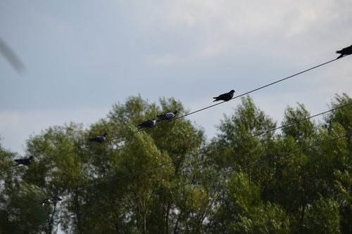 Feral Pigeon