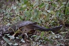Chelodina expansa