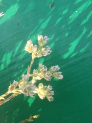 Scleranthus perennis