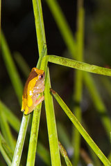 Dendropsophus triangulum