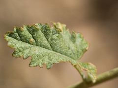 Sphaeralcea emoryi