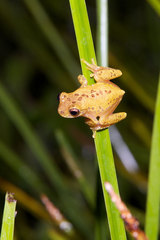 Dendropsophus triangulum
