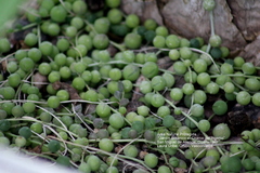 Curio rowleyanus