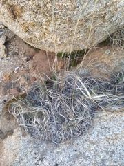 Muhlenbergia emersleyi