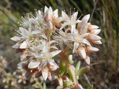 Dudleya densiflora