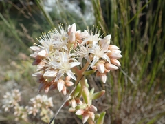 Dudleya densiflora