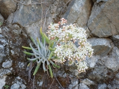 Dudleya densiflora
