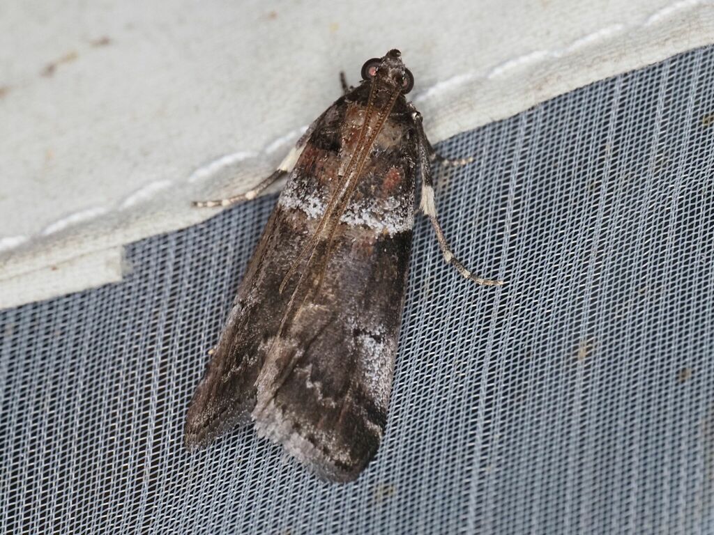 Acrobasis legatea