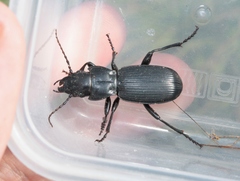 Pterostichus lama