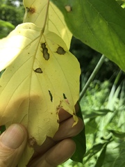 Cercospora negundinis