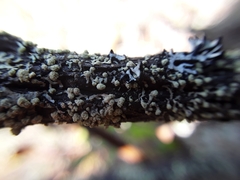 Parmeliopsis capitata