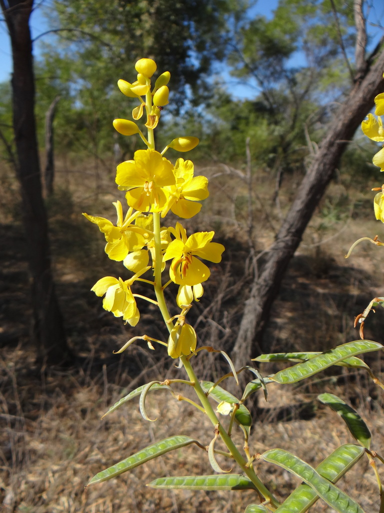 Senna venusta