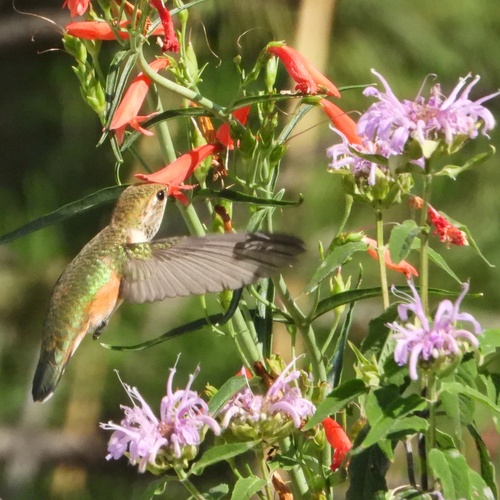 Rufous Hummingbird photographed in Wyoming