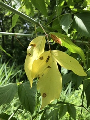 Cercospora negundinis