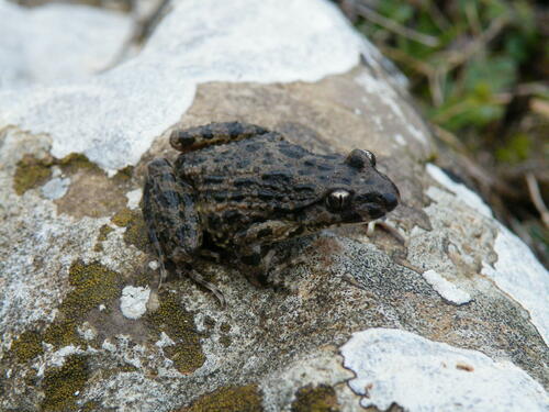 Iberian Parsley Frog, Pelodytes ibericus