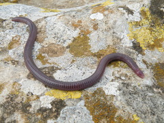 Moroccan Worm Lizard photo 2