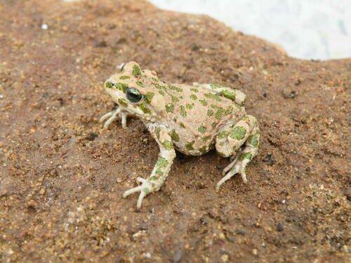 Brongersma's Toad, Barbarophryne brongersmai